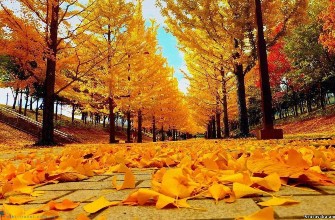 Tour Đà Nẵng – Seoul (Hàn Quốc) 10/2019