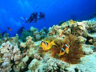 Tour ghép Cù Lao Chàm 1 ngày